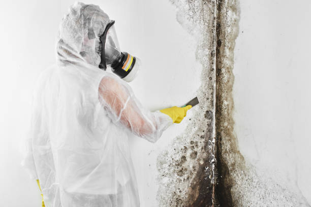 Best Affordable Mold Removal  in Dansville, NY