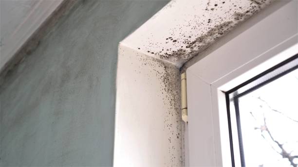 Best Mold Cleaning Services  in Dansville, NY