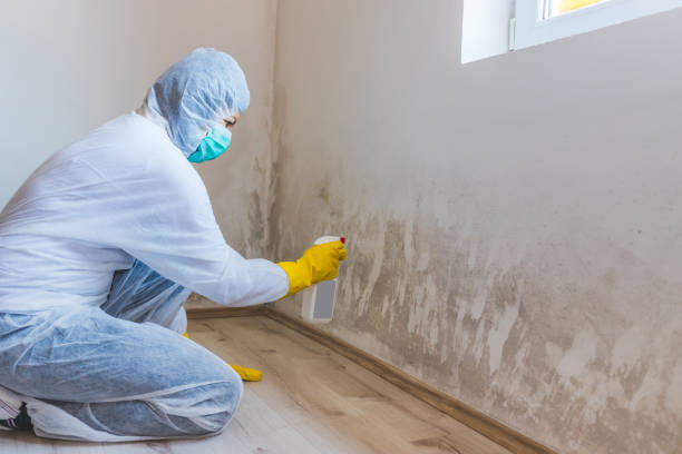 Best Crawl Space Mold Removal  in Dansville, NY