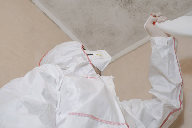 Best Mold Remediation Services  in Dansville, NY