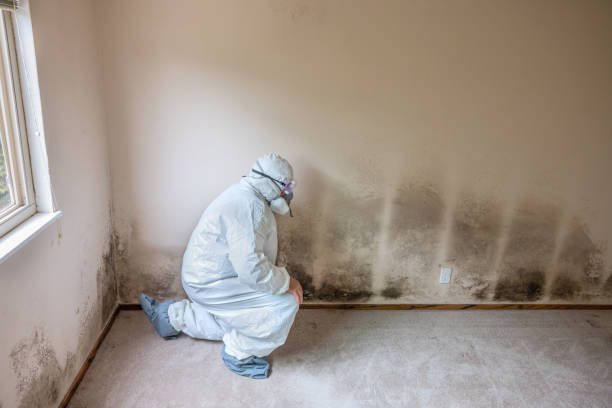 Best Local Mold Removal Service  in Dansville, NY