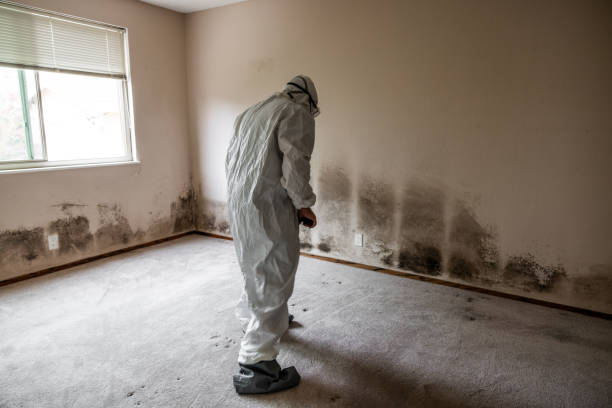 Best Office Mold Removal Services  in Dansville, NY