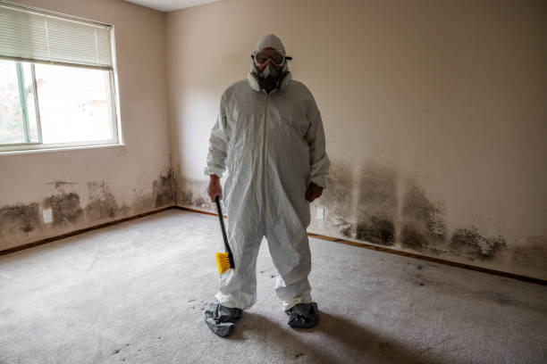 Best Toxic Mold Removal  in Dansville, NY