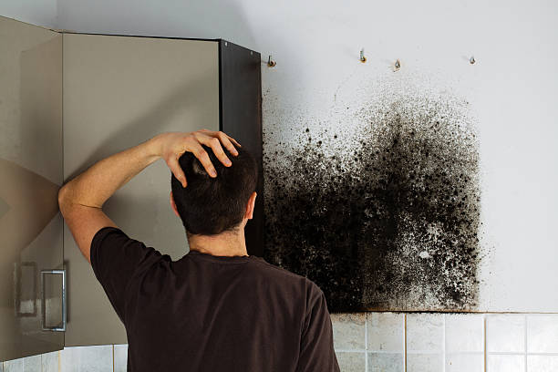 Best Home Mold Removal  in Dansville, NY