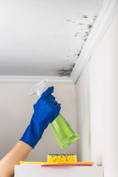 Reliable Dansville, NY Mold Removal Solutions