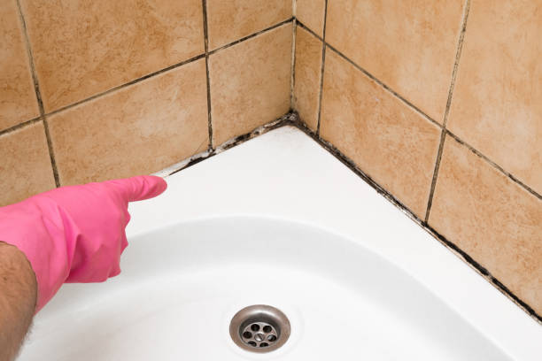 Best Black Mold Removal  in Dansville, NY